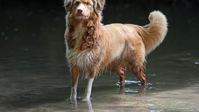 Video: Riesiger Hund kontrolliert stündlich den Zustand von krankem Kleinkind