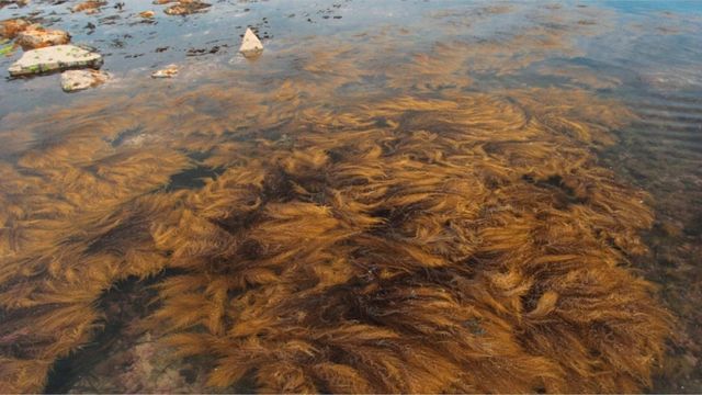 Video: Braunes Stinke-Meer bringt Europas Klima ins Wanken