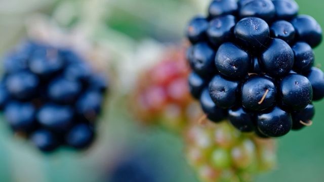 Video: Beeren vom Strauch sind essbar – bodennah nur mit Vorsicht