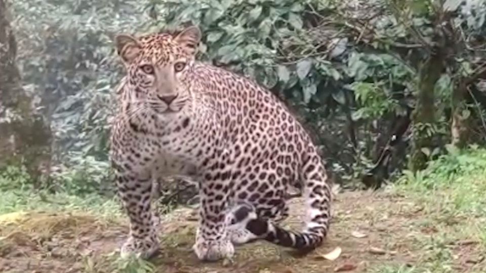 Leopard streunt in Garten herum und beobachtet Hausbesitzer neugierig