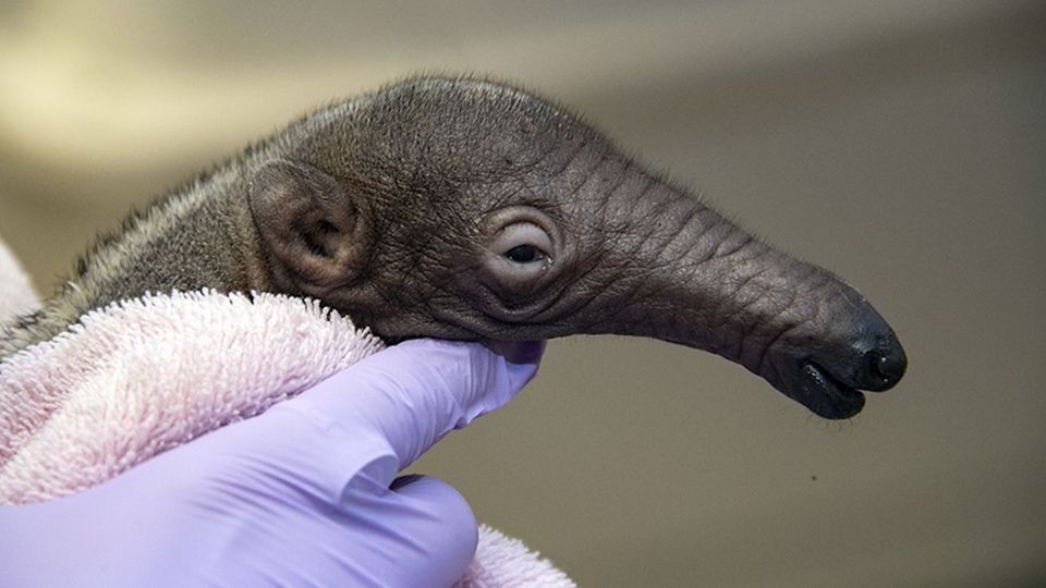 Von Mutter verstoßen: Ameisenbär-Baby wird von Tierpfleger großgezogen