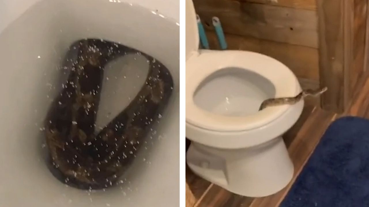 Schlange kriecht aus Toilette – Mann gerät in Panik