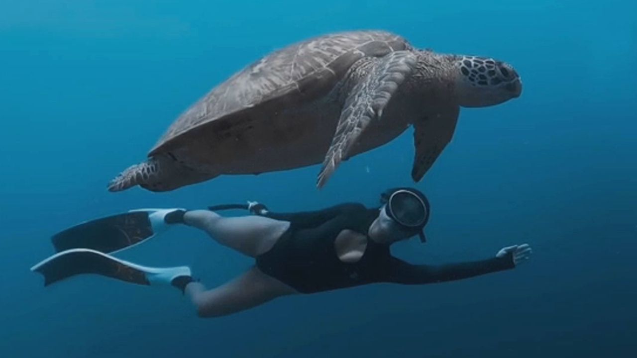 Magischer Moment im Meer: Frau taucht mit riesiger Schildkröte