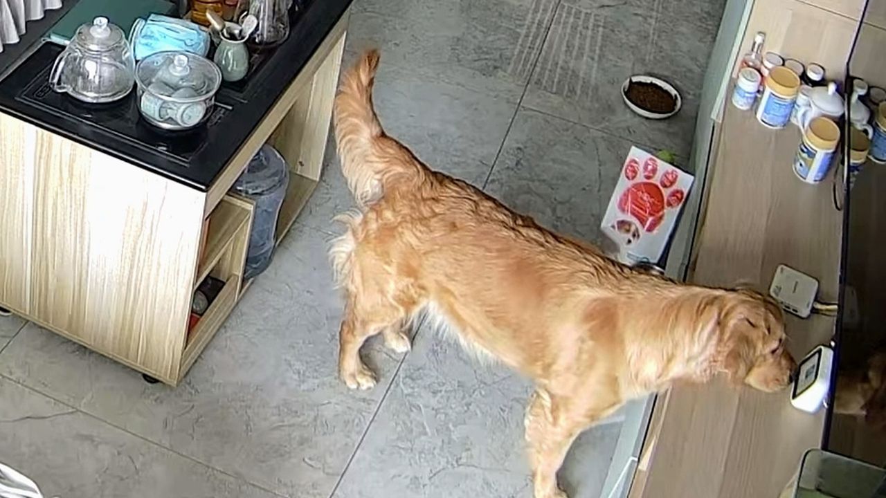 Gelangweilt zu Hause: Smarter Hund schaltet Musik an Display ein
