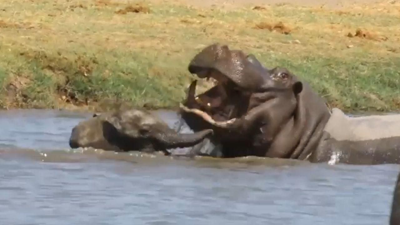 Ganz schön mutig: Elefantenbaby geht auf riesiges Flusspferd los