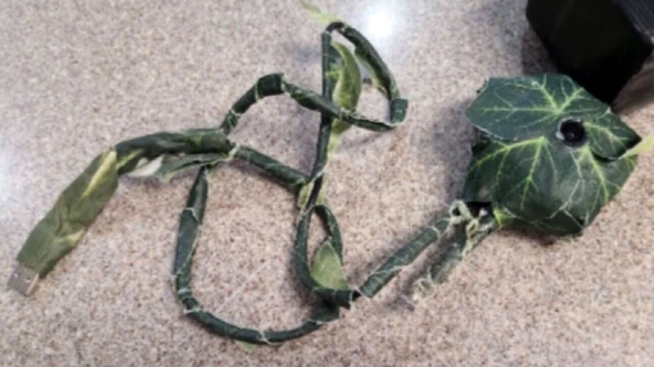 Kamera in Blumenbett versteckt: Polizei in Kalifornien warnt vor Einbrecherbande