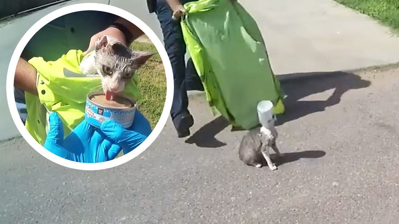 Plastikbehälter auf dem Kopf: Polizisten in Florida helfen Katze in Not