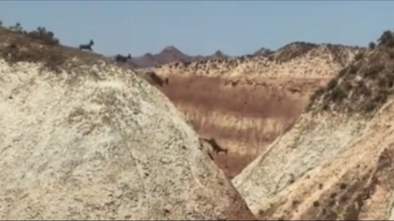 Emsige Kletterer: Blauschafe faszinieren Touristen