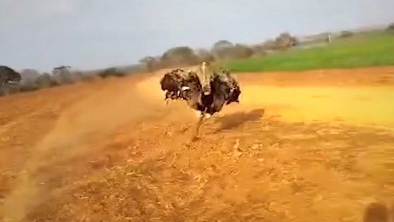 Wütender Vogel: Emu jagt Paar auf Motorrad
