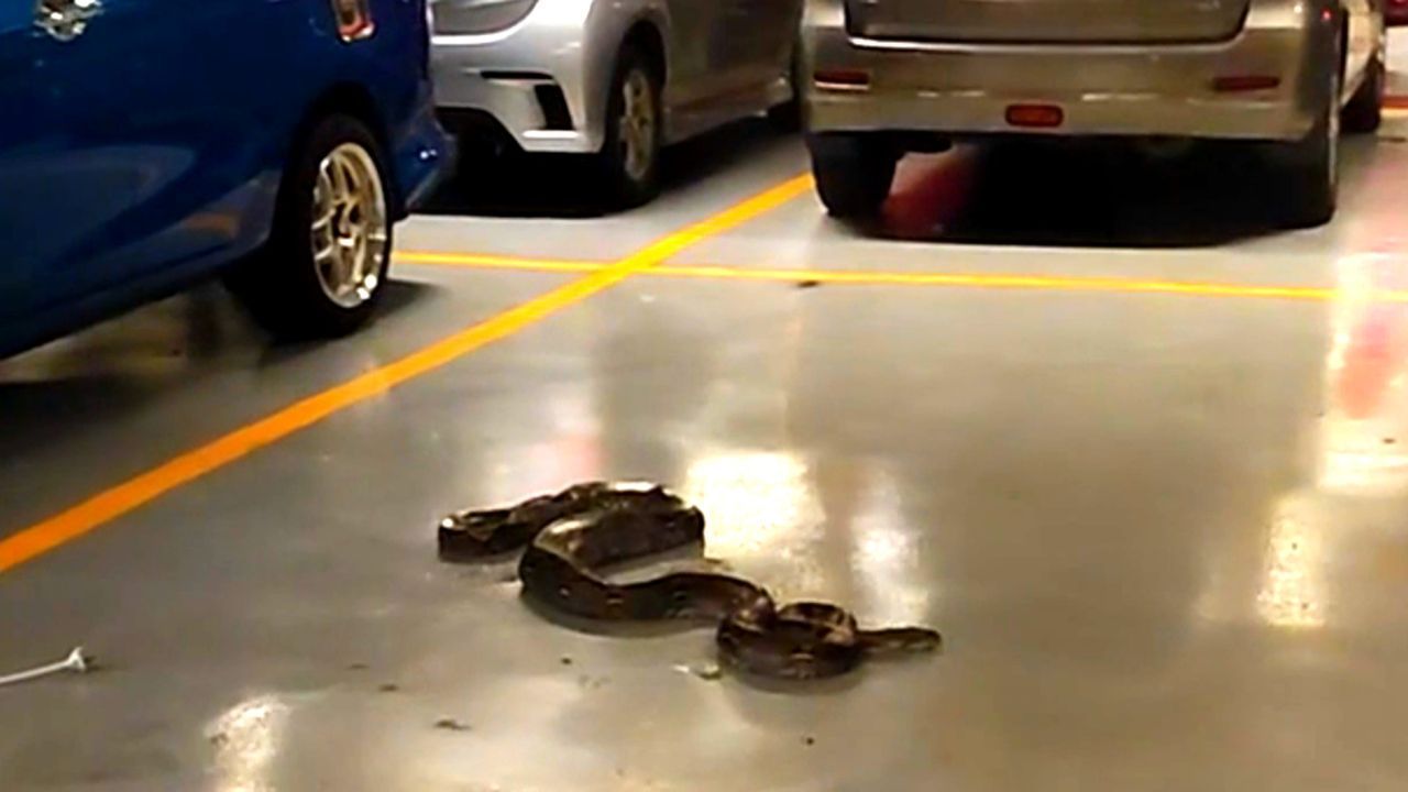 Überraschung in Parkhaus: Python besetzt Parkplatz