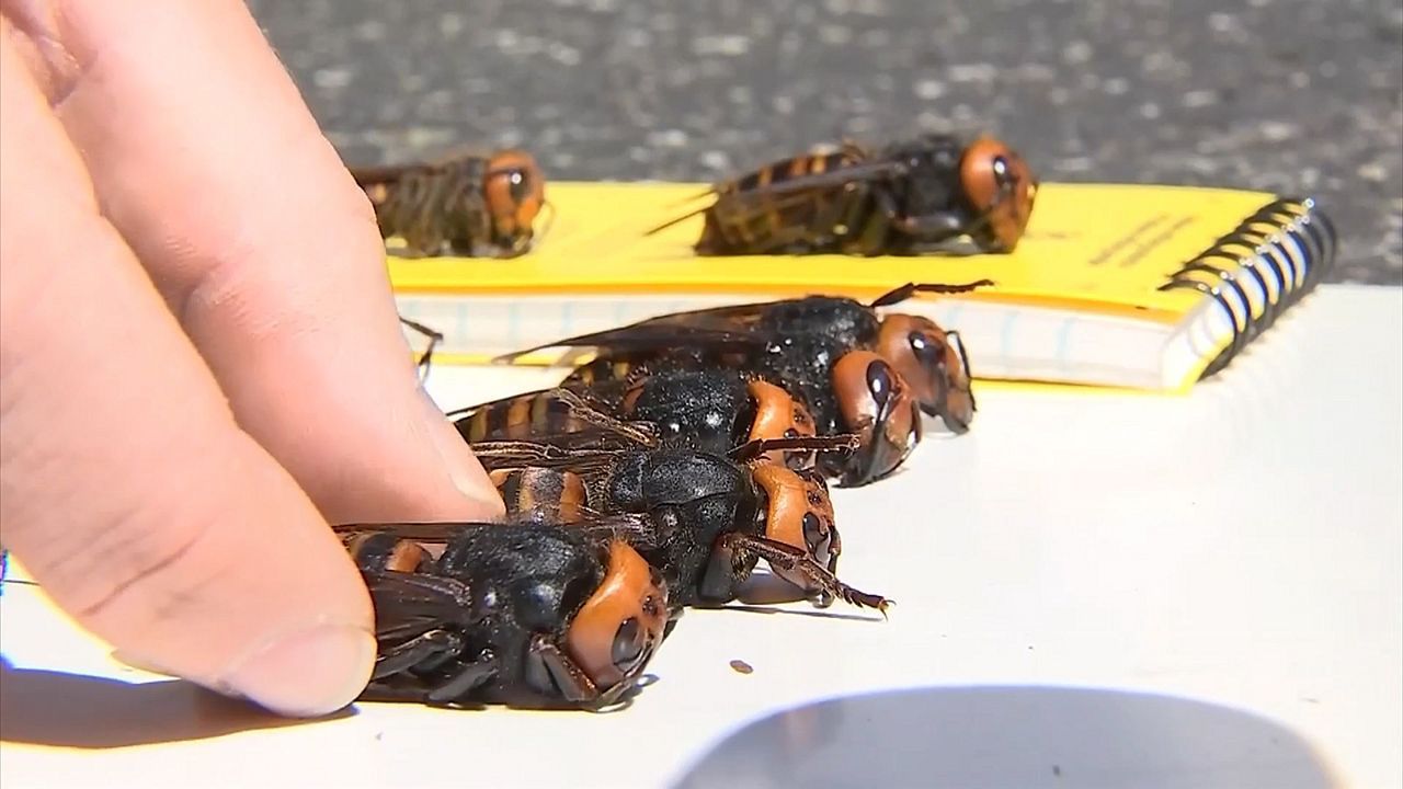 Killerhornissen ausgerottet: US-Behörden geben nach fünf Jahren Entwarnung