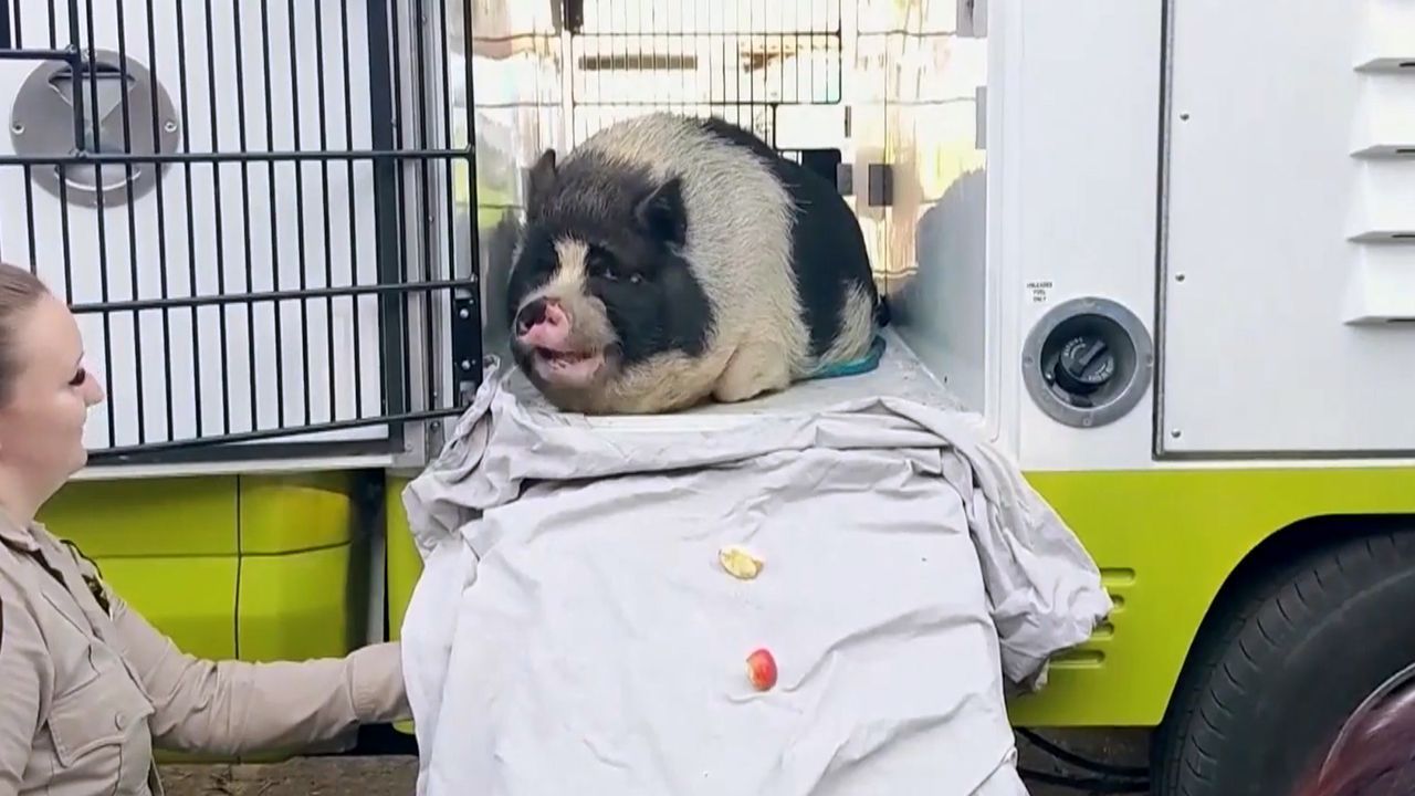 Hunderte Tiere bei Bränden gerettet: Tierschützer machen in Kalifornien Überstunden