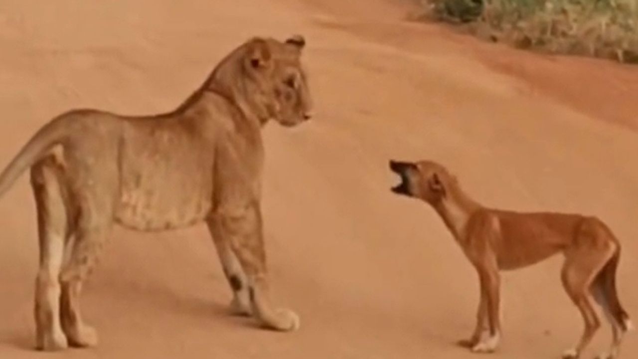 Mutiger Kläffer: Hund bellt Löwenrudel an