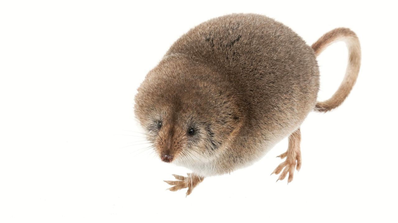 Nach 100 Jahren erstmals vor der Kamera – seltene Spitzmaus in Kalifornien gefilmt