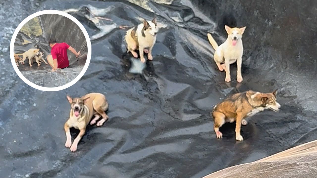 Video: In Wasserbecken gerutscht: Mann rettet vermisste Hunde