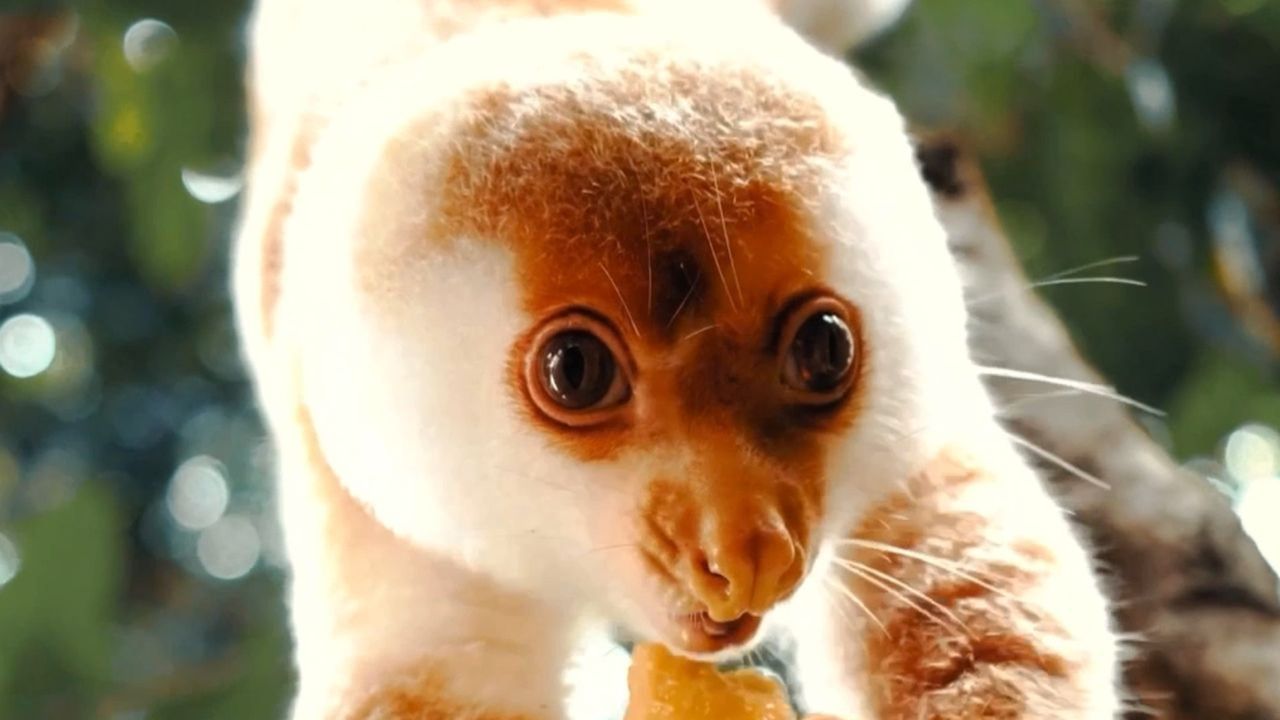 Video: Beuteltier nur nachts zu unterwegs: Fotograf gelingen seltenen Aufnahmen