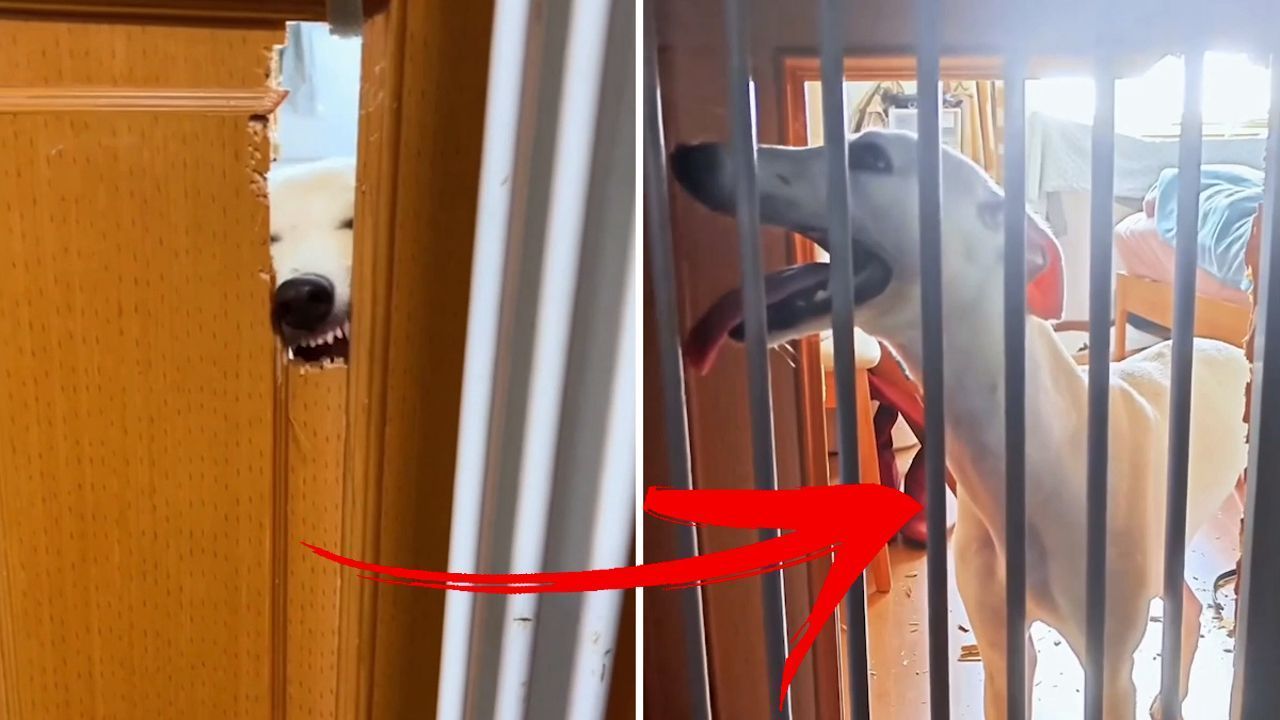 Video: Hund frisst sich durch Wohnzimmertür – und scheitert am Gitter