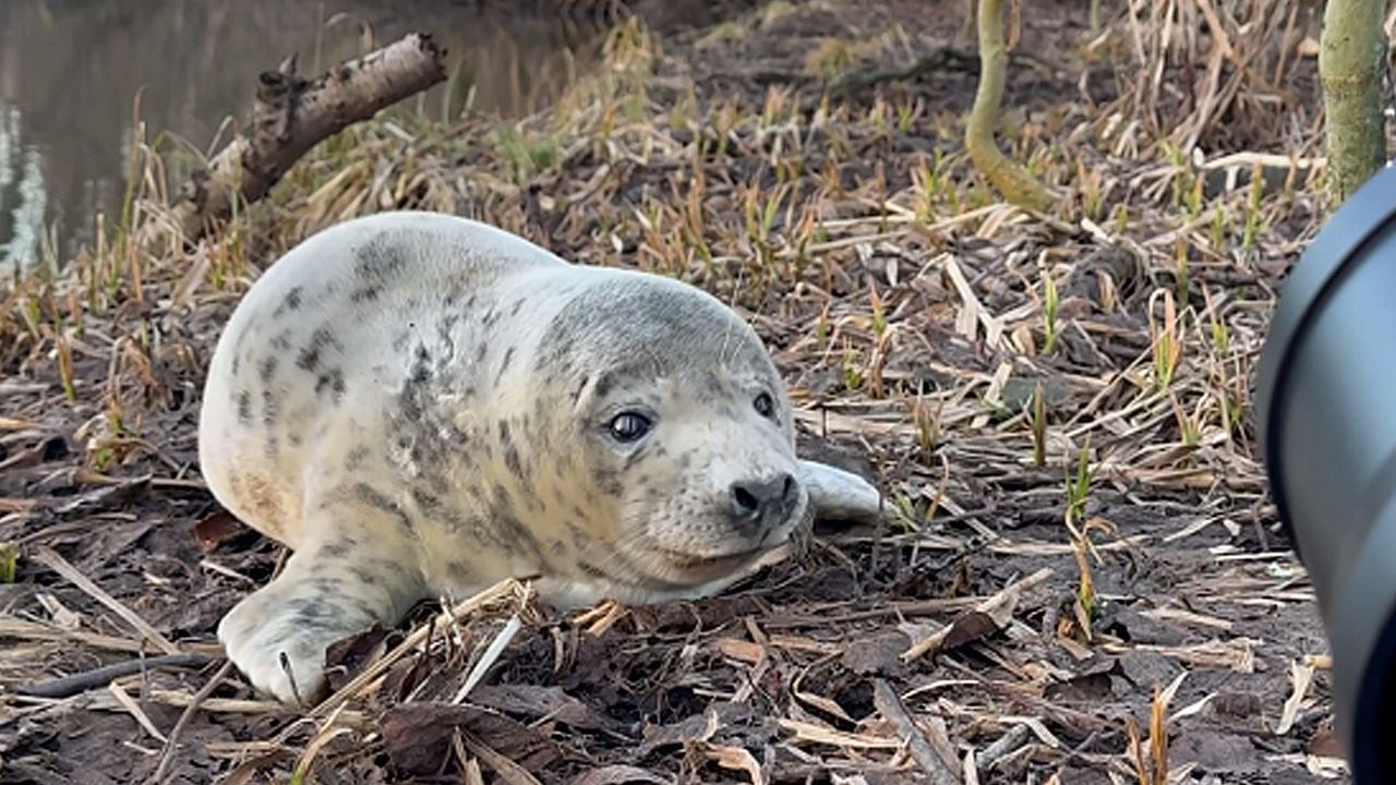 Bizarre ontdekking in Zweden: man vindt zeehondenbaby in het bos