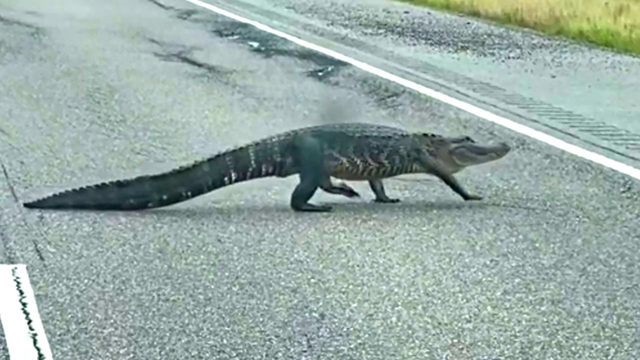 Alligator spaziert über Interstate in Alabama – Autofahrer staunen