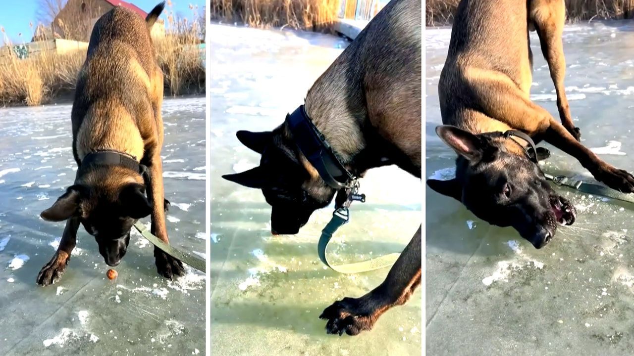 Kaum zu knacken: Hund verzweifelt an eingefrorener Nuss