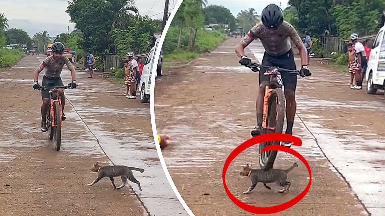 Video: Katze macht Zieleinfahrt fast zunichte: Perfekte Reflexe retten Radfahrer