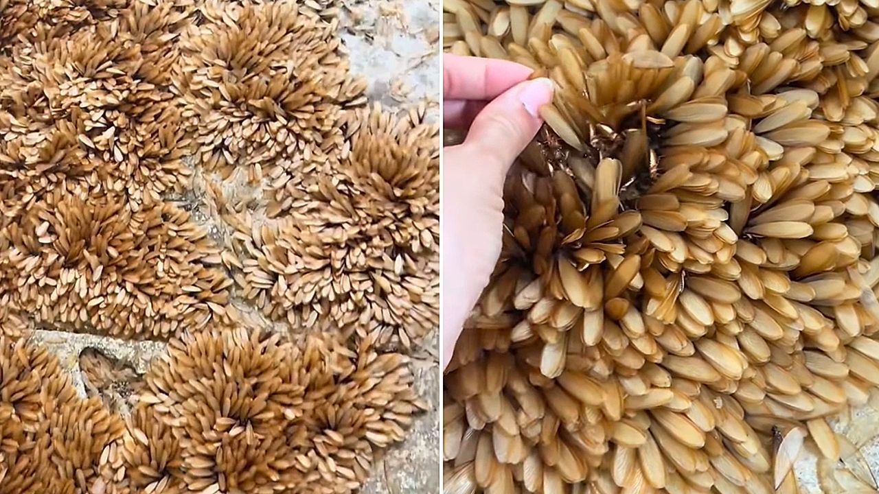 Video: Tausende Termiten – fliegende Schwarm-Invasion im Hinterhof