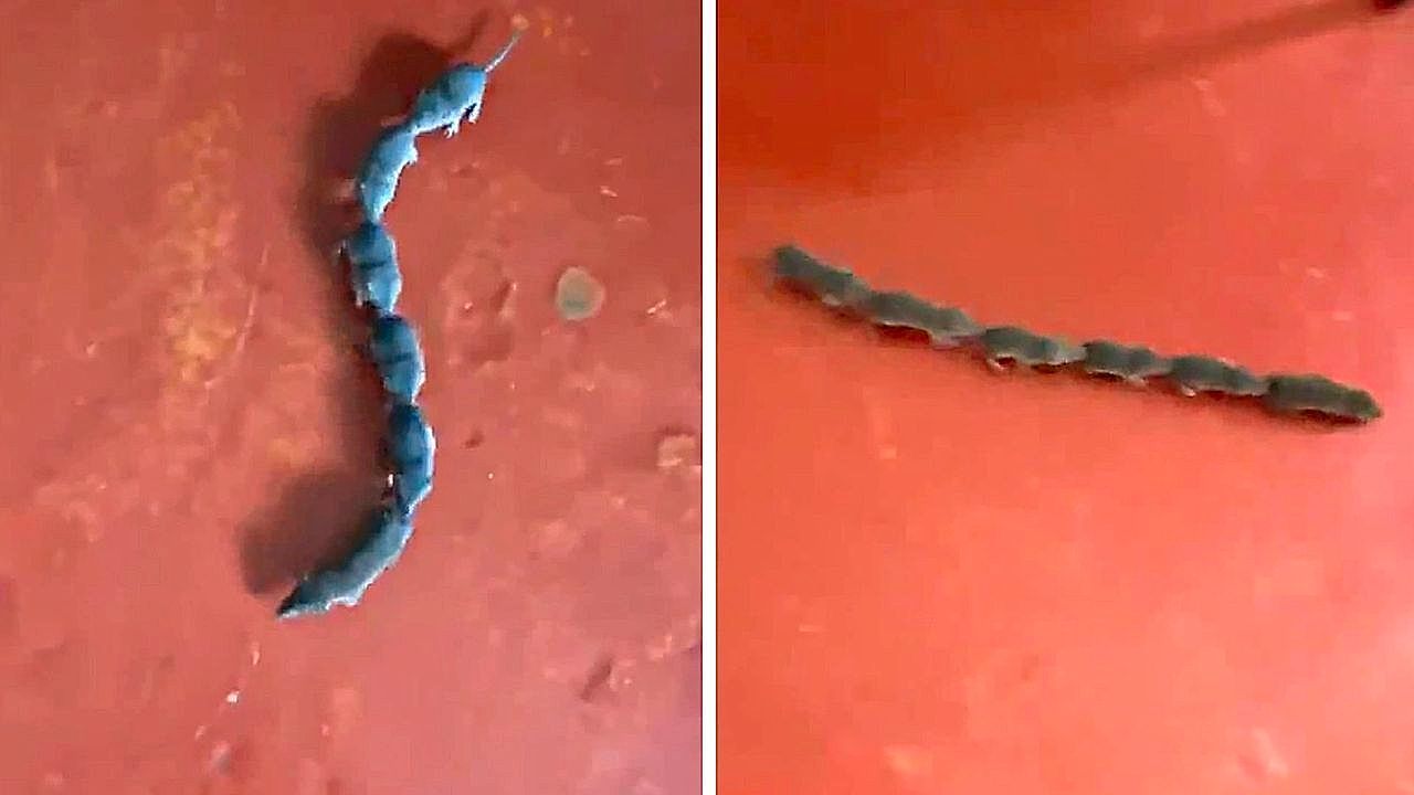 Als „Tausendfüßler“ unterwegs: Mäuse-Mama und Nachwuchs crashen Tanzprobe