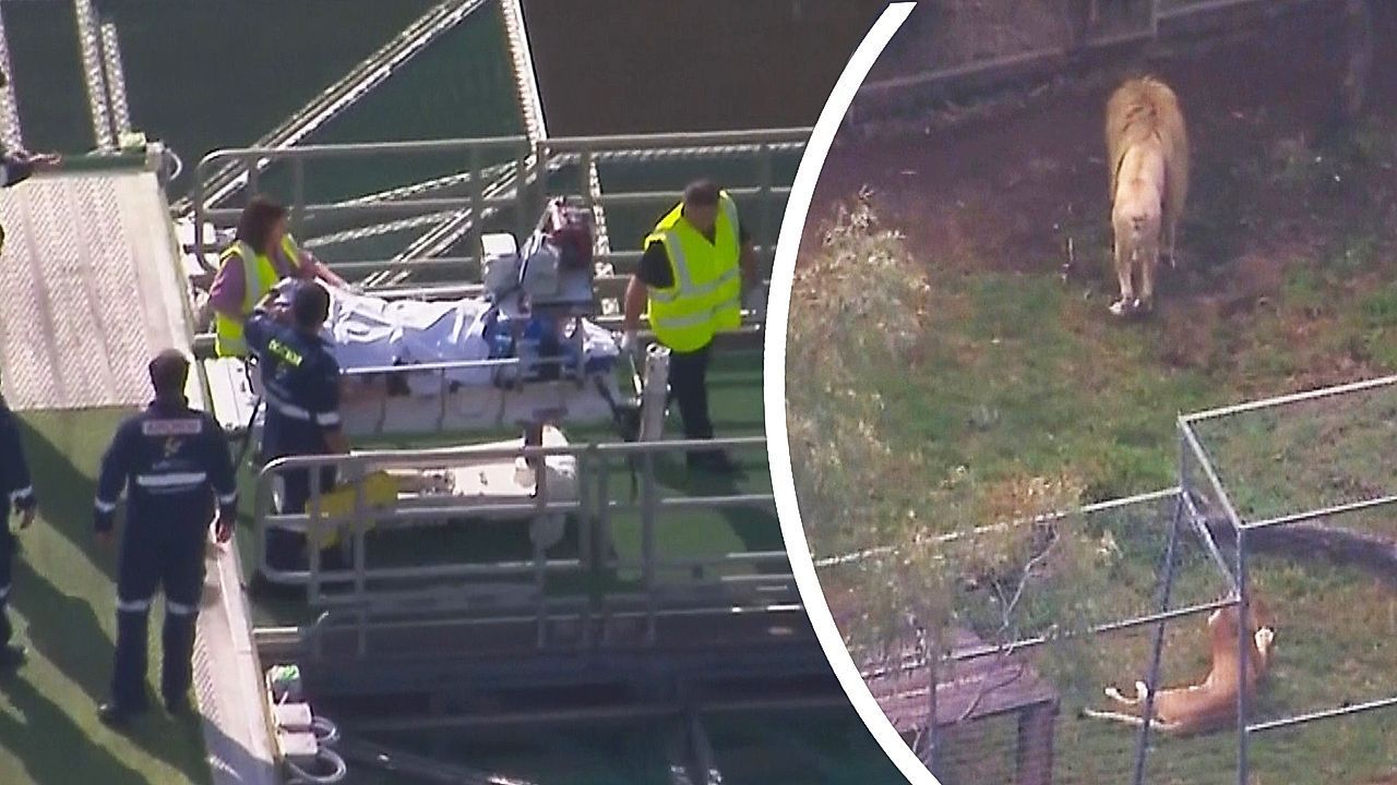 Zoo-Unglück in Queensland: Frau verliert Arm nach Löwenangriff