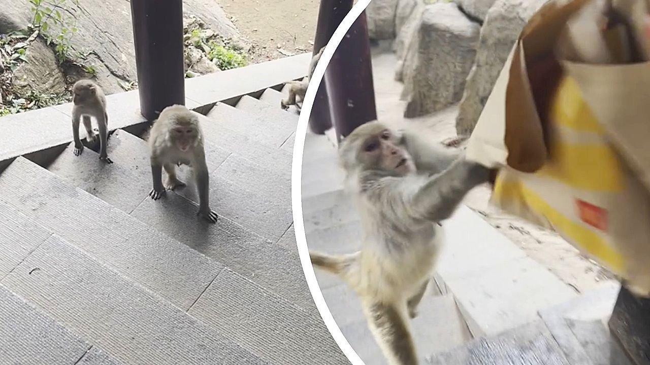 Tierischer Fast-Food-Junkie: Frecher Affe hat es auf McDonald’s-Tüte abgesehen