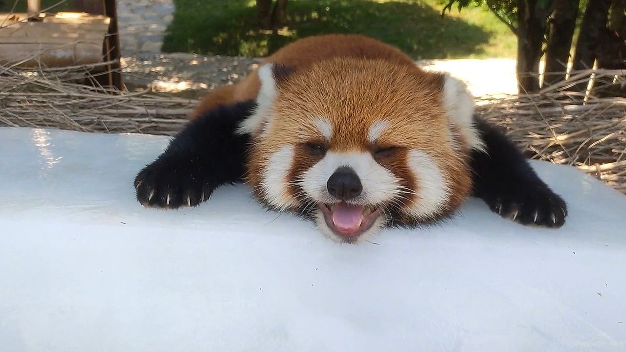 Video: Coole Socke – Roter Panda kühlt sich mit Eisblock ab
