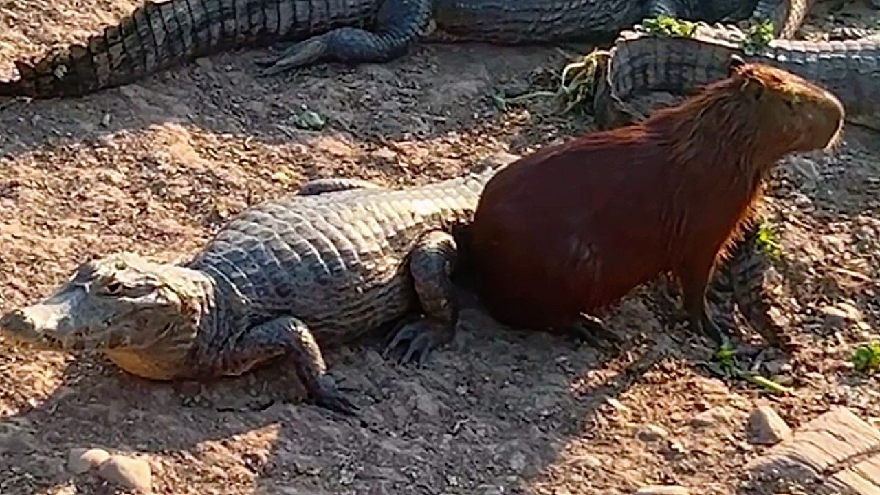 Video: Neben Reptil gesetzt: Mutiges Wasserschwein besucht Kaimane an Flussufer