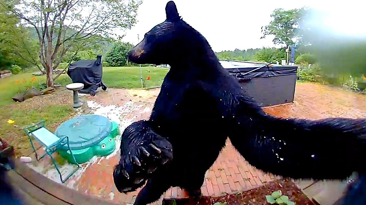 Video: Ganz höflich: Neugieriger Bär klingelt an Haustür