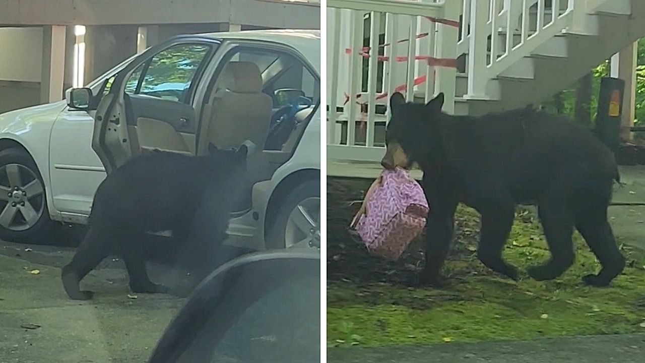 Video: Modebewusst: Bär stiehlt Handtasche aus Auto in North Carolina