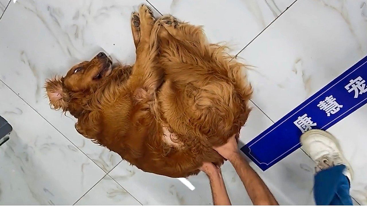 Drama-Queen-Golden-Retriever-l-sst-sich-beim-Tierarzt-ber-den-Boden-schieben