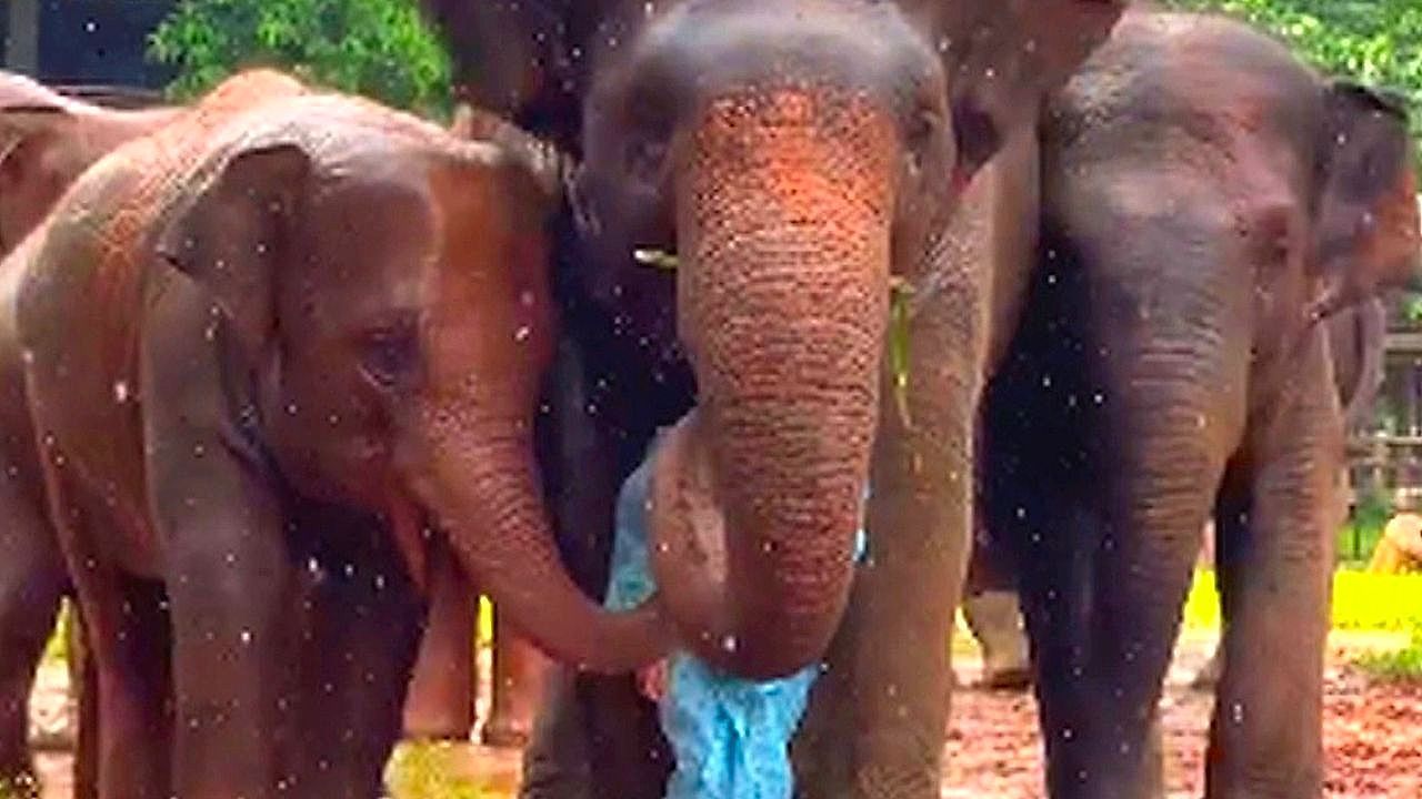 Video: Elefanten schützen Frau vor Regen – rührender Moment in Naturpark