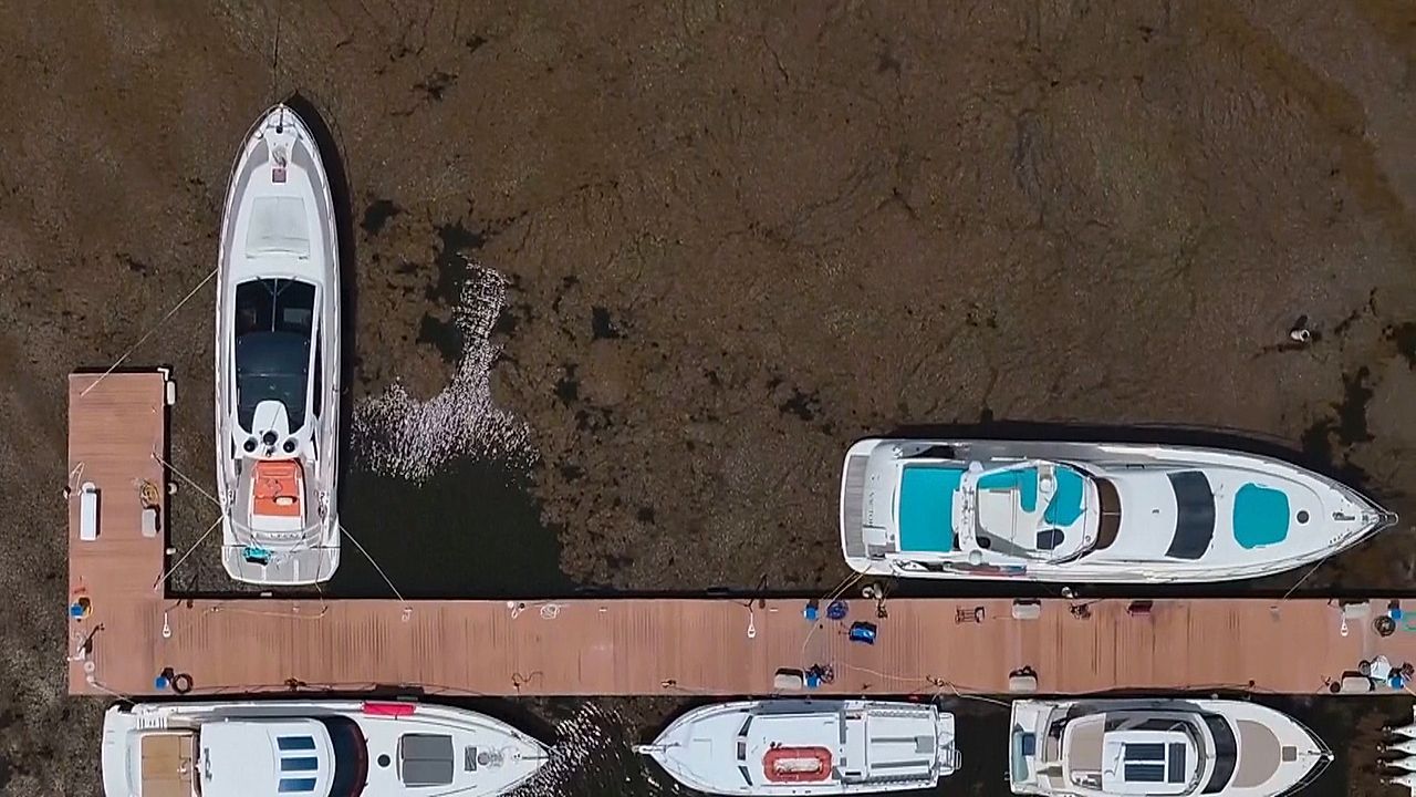 Gestank statt Traumstrände: Puerto Ricos Küste erstickt in Algenpest
