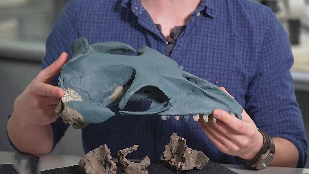 „Tennisball-Augen“ und scharfe Zähne: Neue prähistorische Walart in Australien entdeckt
