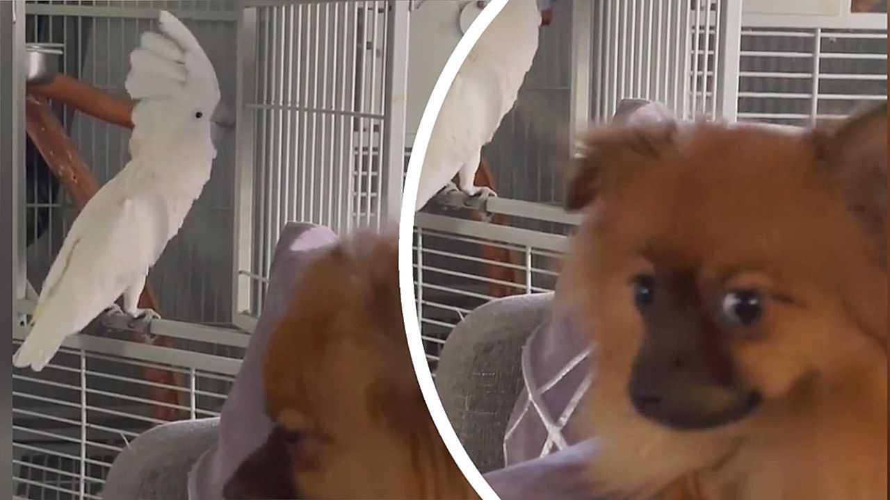 Verwirrter Vierbeiner: Papagei imitiert bellenden Hund