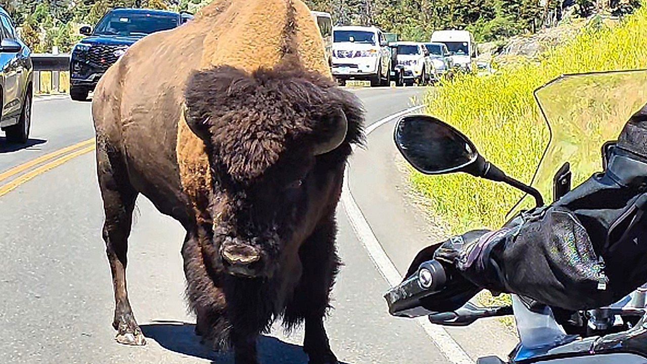 Video: Bison freezes on road before biker gently calms it in Yellowstone