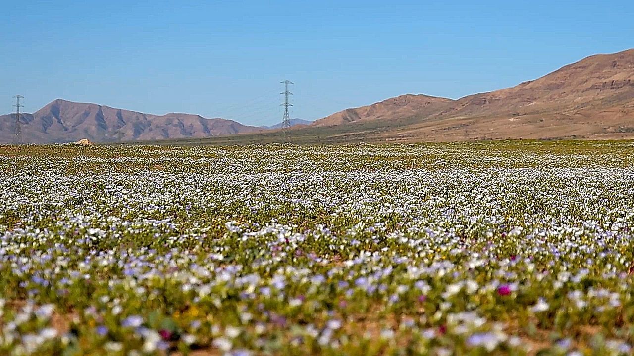 Driest desert in the world blooms in Chile following rare rainfall