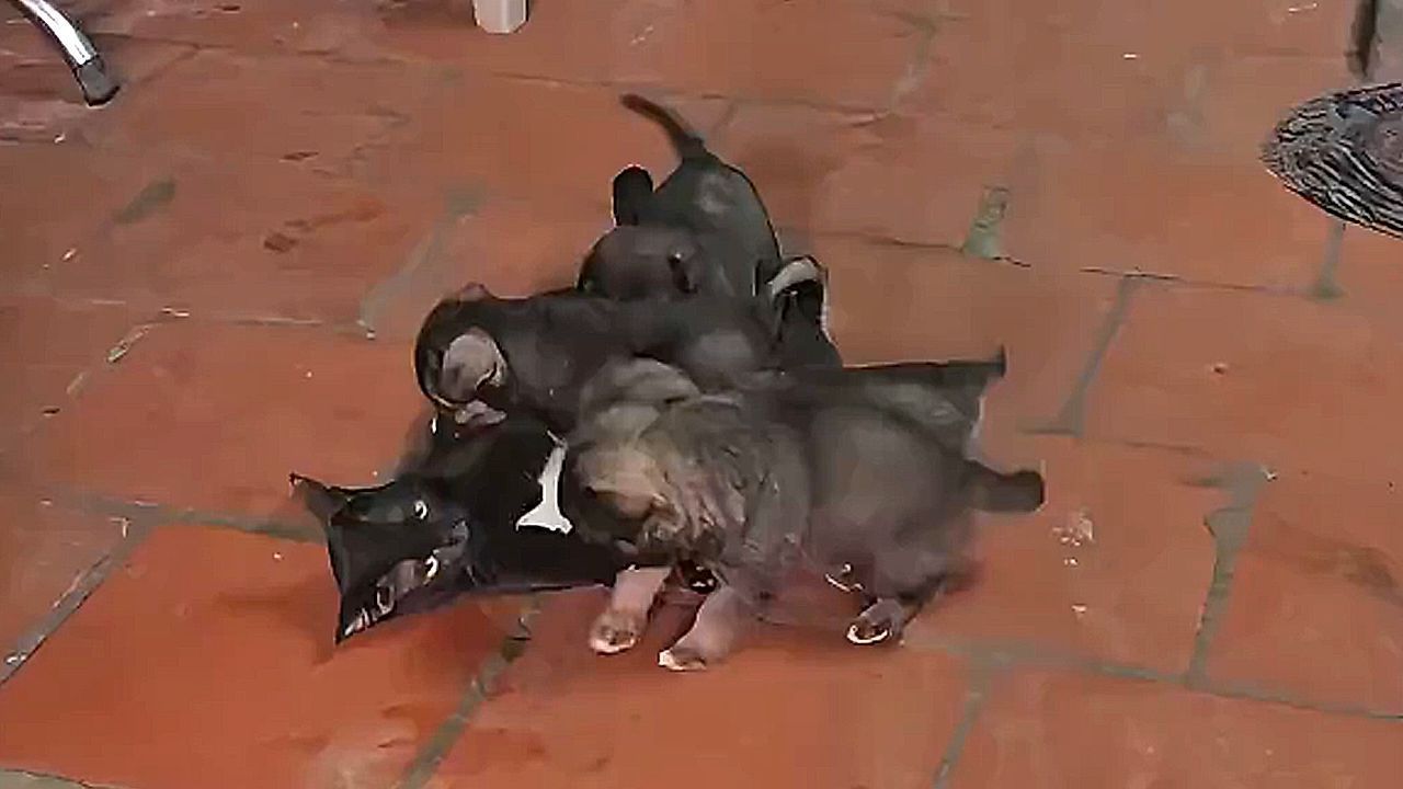 Cuteness overload: Adorable puppies overwhelm bewildered cat