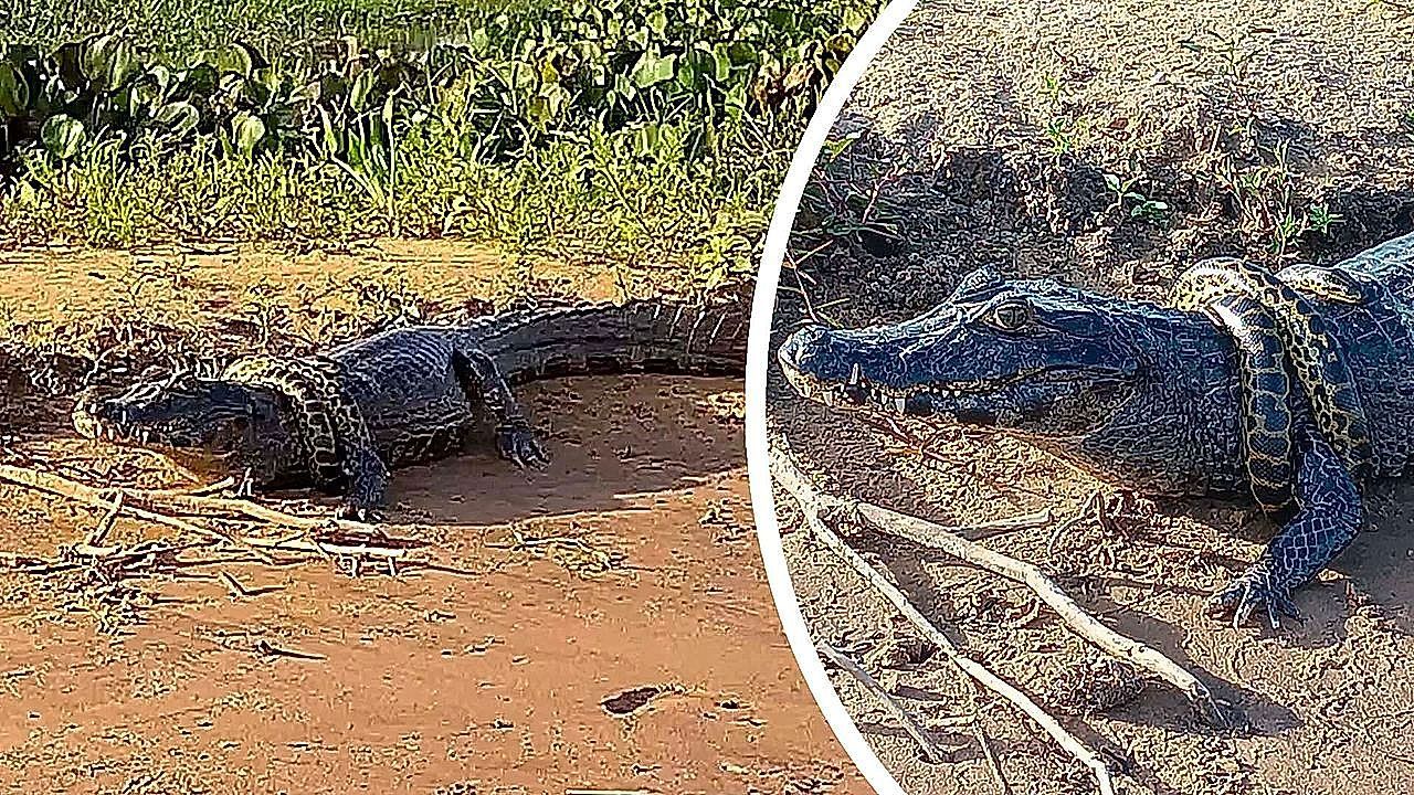 Caiman walks calmly with anaconda wrapped around its body