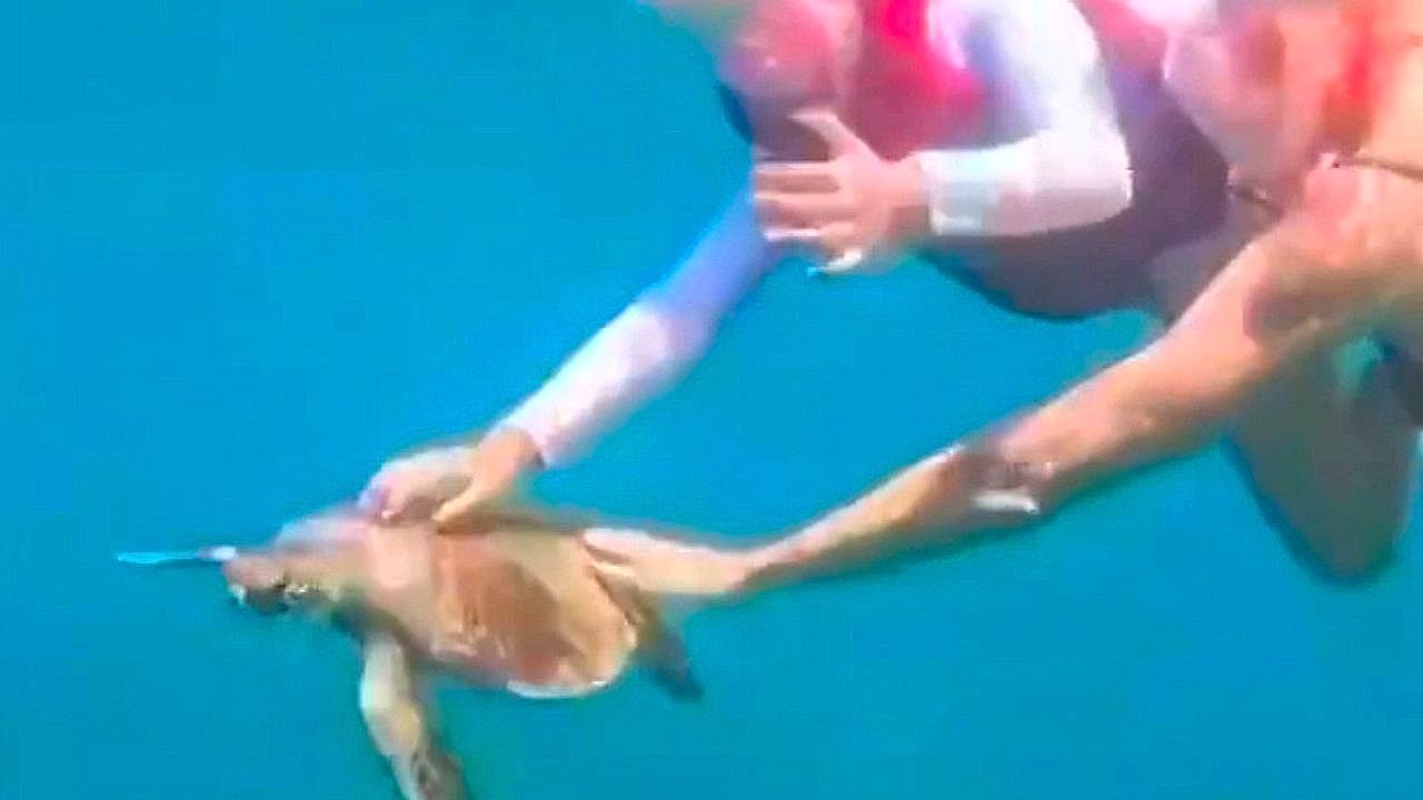 Tourist fined for touching endangered sea turtle in Brazil