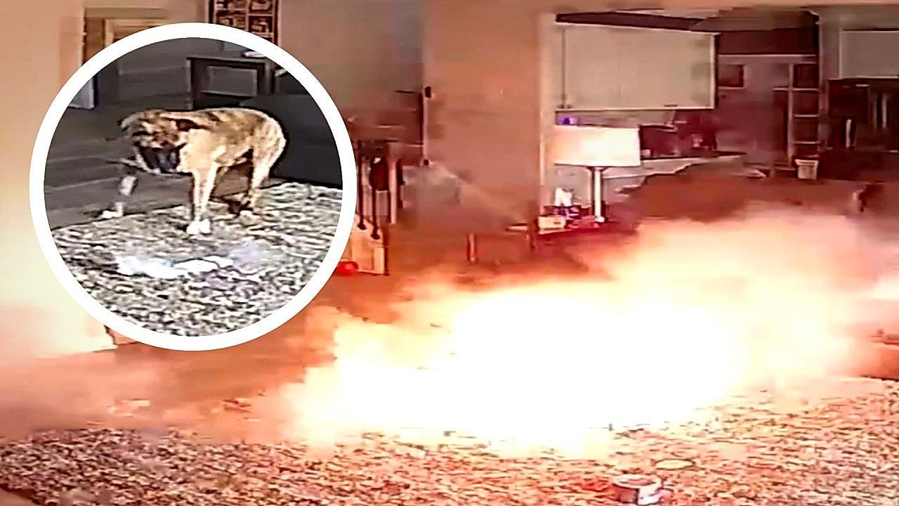Feuriger Biss: Hund löst Brand mit Batterie aus