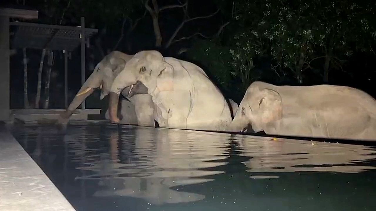 Thirsty wild elephants break into villa in Thailand to drink from pool