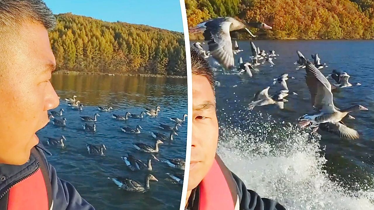 Video: Vögel geben Vollgas: Jet-Ski-Fahrer liefert sich Wettrennen mit Gänsen