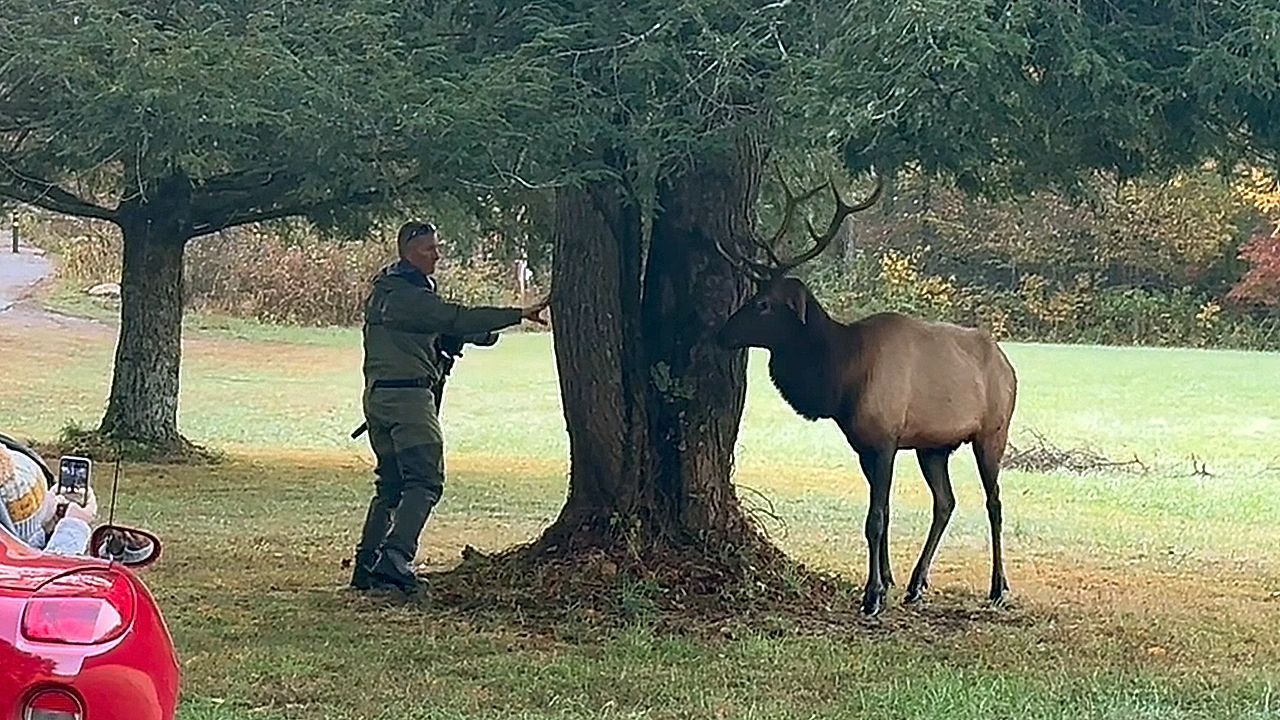 Video: Bedrohlicher Waldbewohner: Fotograf muss vor angriffslustigem Hirsch zurückweichen