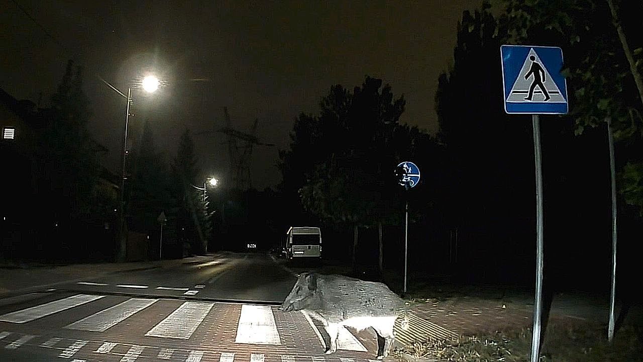 Cautious wild boar hesitates at pedestrian crossing