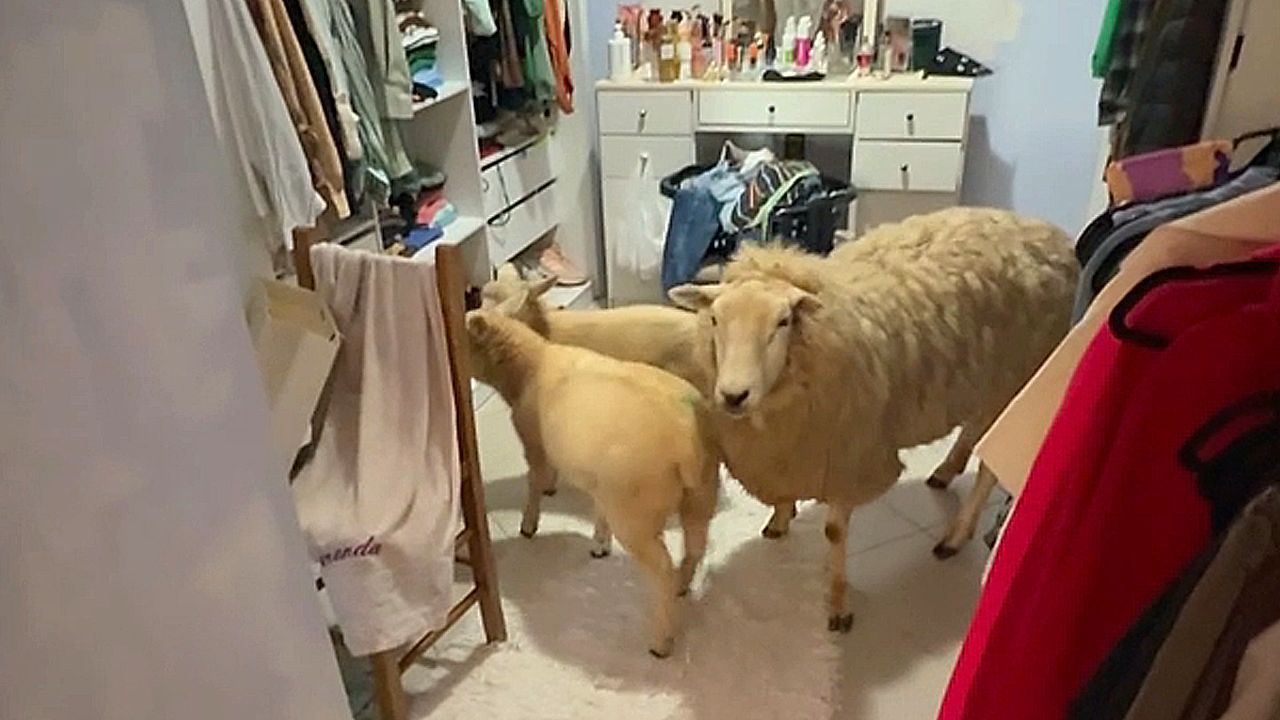 Woman finds sheep exploring her bedroom