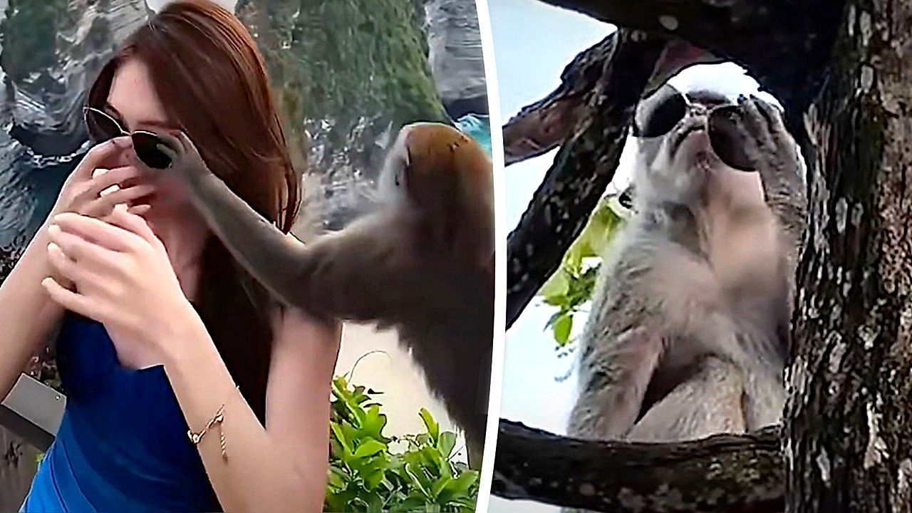 Cheeky-monkey-swipes-tourist-s-sunglasses-in-brazen-daylight-heist